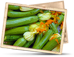 Zucchini